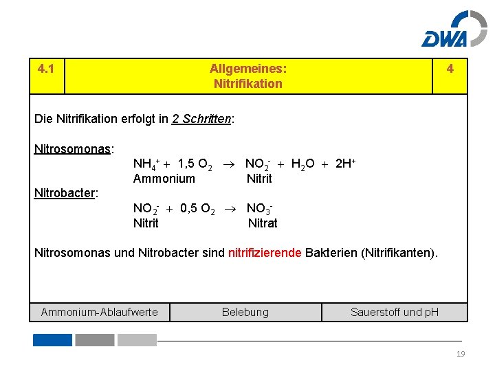 4. 1 Allgemeines: Nitrifikation 4 Die Nitrifikation erfolgt in 2 Schritten: Nitrosomonas: NH 4+