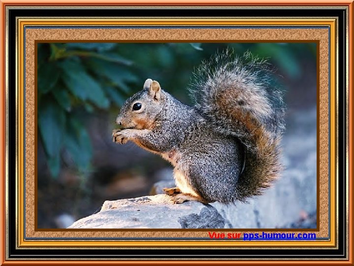 Vue sur pps-humour. com 