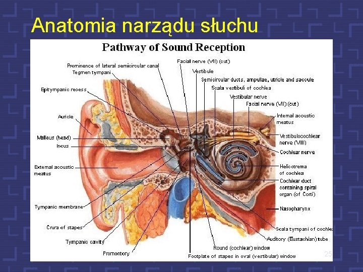 Anatomia narządu słuchu 25 