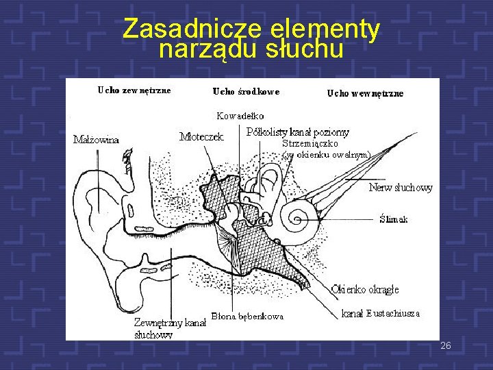 Zasadnicze elementy narządu słuchu 26 