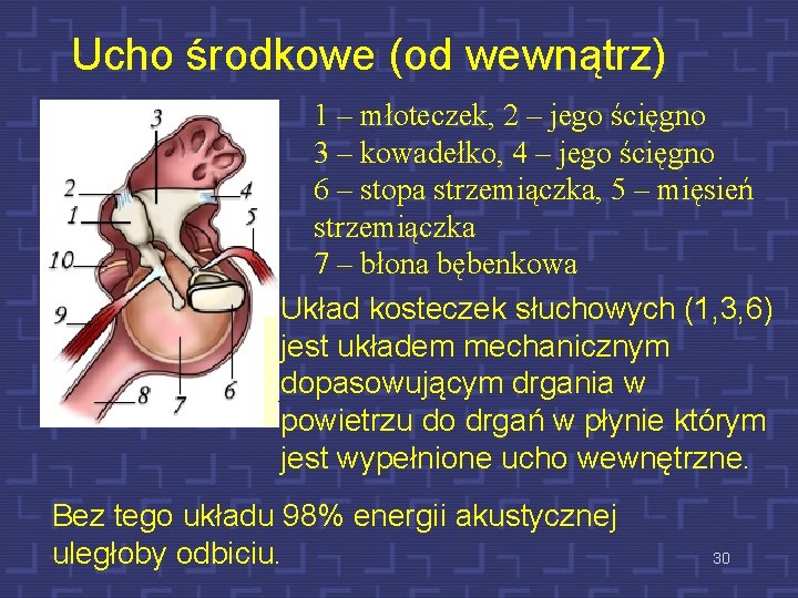 Ucho środkowe (od wewnątrz) 1 – młoteczek, 2 – jego ścięgno 3 – kowadełko,