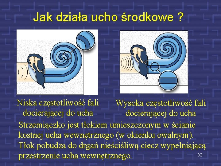 Jak działa ucho środkowe ? Niska częstotliwość fali Wysoka częstotliwość fali docierającej do ucha