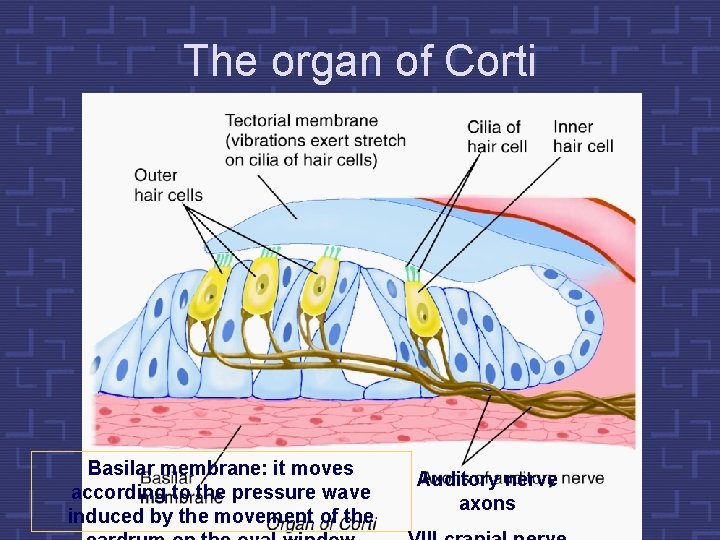 The organ of Corti Basilar membrane: it moves according to the pressure wave induced