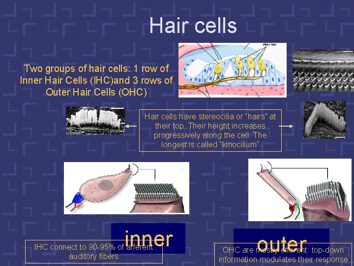 Hair cells Two groups of hair cells: 1 row of Inner Hair Cells (IHC)and