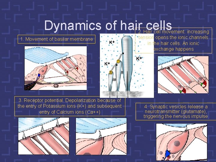 Dynamics of hair cells 1. Movement of basilar membrane 3. Receptor potential. Depolarization because