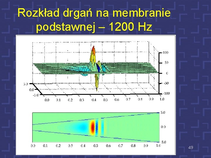 Rozkład drgań na membranie podstawnej – 1200 Hz 49 