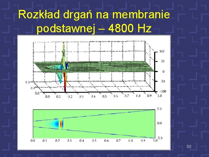 Rozkład drgań na membranie podstawnej – 4800 Hz 50 