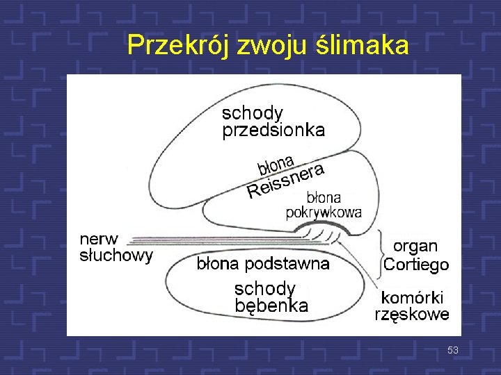 Przekrój zwoju ślimaka 53 