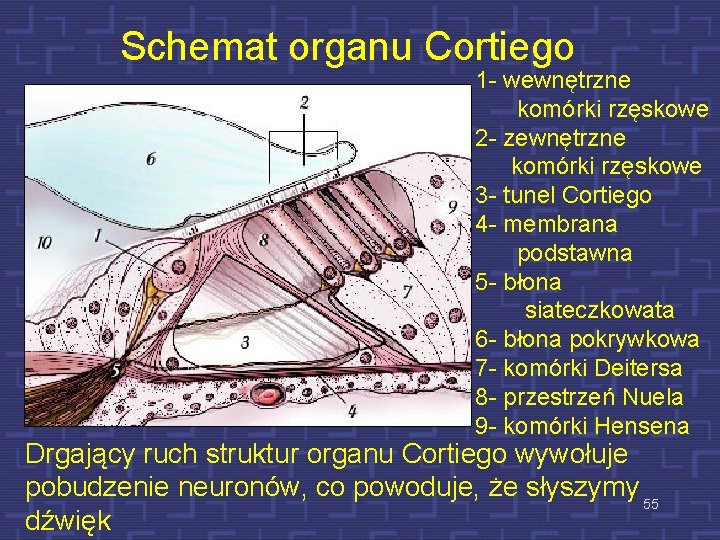 Schemat organu Cortiego 1 - wewnętrzne komórki rzęskowe 2 - zewnętrzne komórki rzęskowe 3