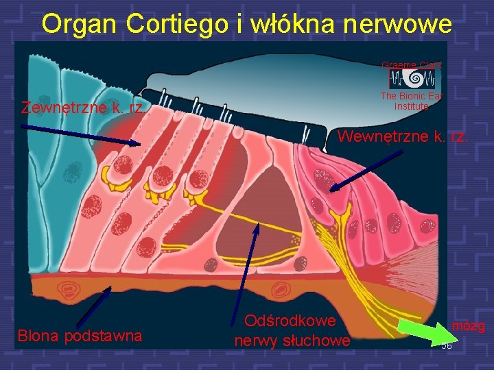 Organ Cortiego i włókna nerwowe Graeme Clark The Bionic Ear Institute Zewnętrzne k. rz.