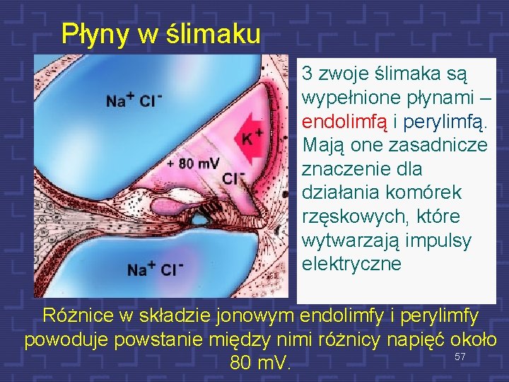 Płyny w ślimaku 3 zwoje ślimaka są wypełnione płynami – endolimfą i perylimfą. Mają