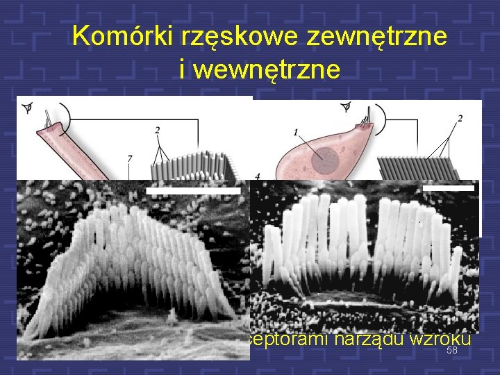 Komórki rzęskowe zewnętrzne i wewnętrzne zewnętrzne W ślimaku jest 3 500 wewnętrznych komórek rzęskowych