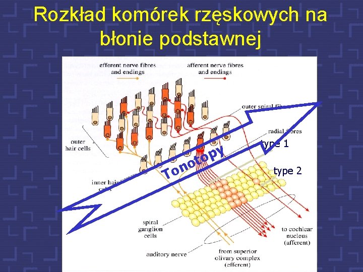 Rozkład komórek rzęskowych na błonie podstawnej n o T y p o ot type