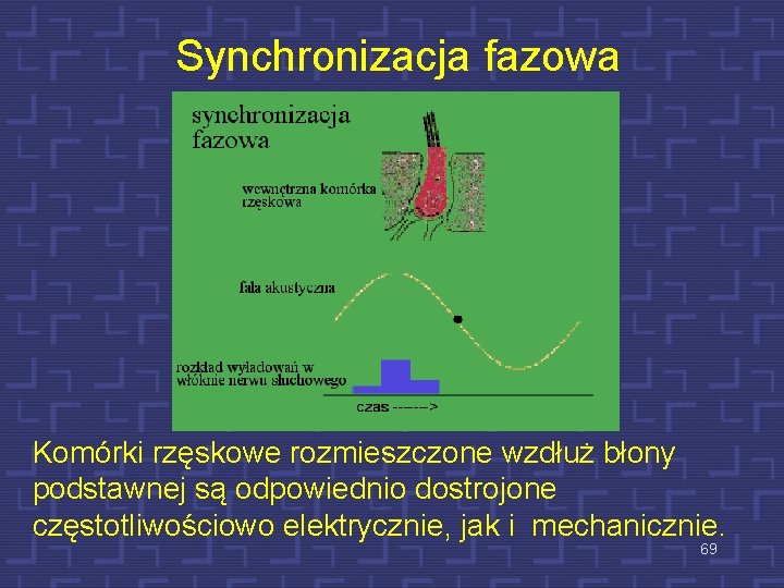 Synchronizacja fazowa Komórki rzęskowe rozmieszczone wzdłuż błony podstawnej są odpowiednio dostrojone częstotliwościowo elektrycznie, jak