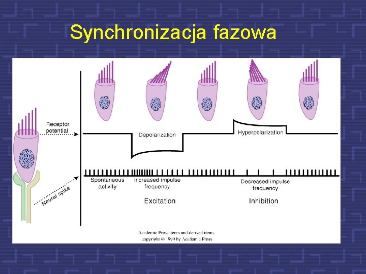 Synchronizacja fazowa 