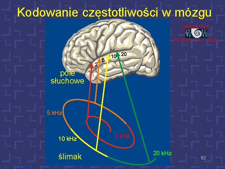 Kodowanie częstotliwości w mózgu Graeme Clark The Bionic Ear Institute 2 5 10 20