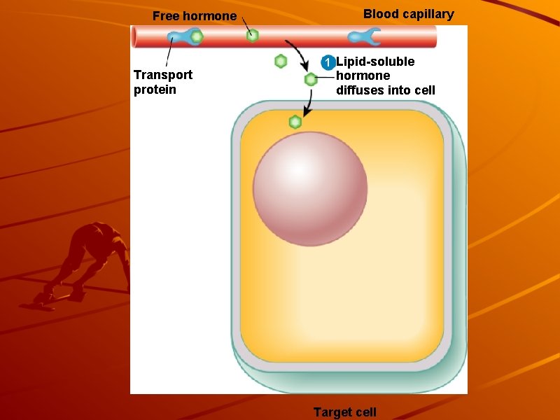 Free hormone Transport protein Blood capillary 1 Lipid-soluble hormone diffuses into cell Target cell