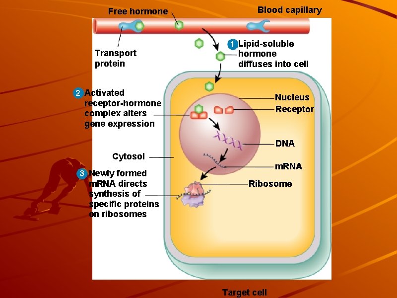 Free hormone Transport protein Blood capillary 1 Lipid-soluble hormone diffuses into cell 2 Activated