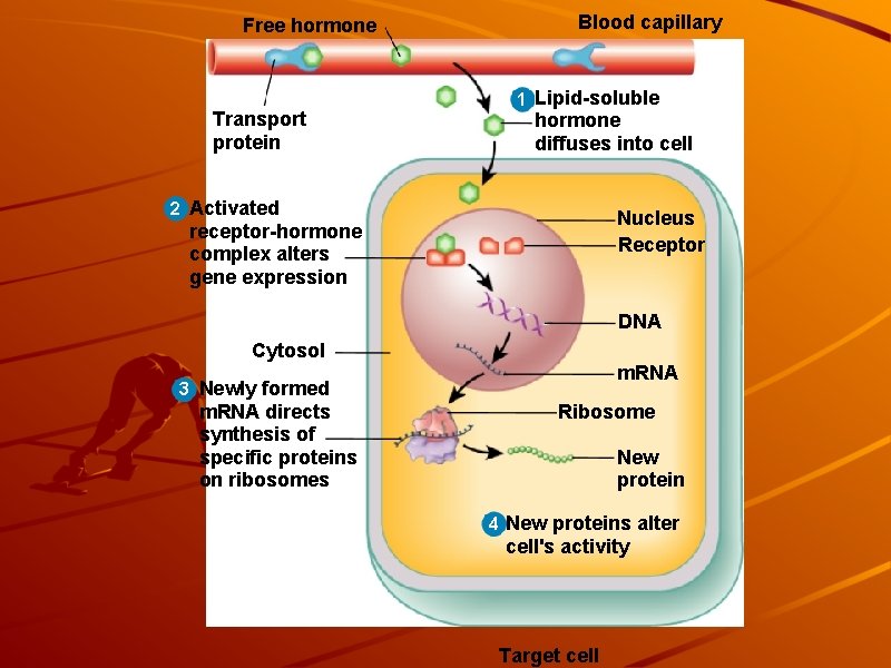 Free hormone Transport protein Blood capillary 1 Lipid-soluble hormone diffuses into cell 2 Activated