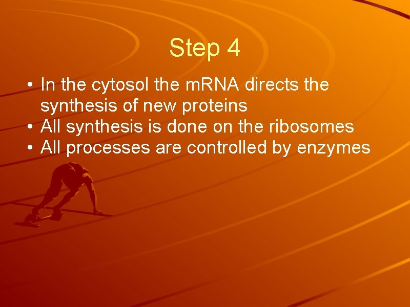 Step 4 • In the cytosol the m. RNA directs the synthesis of new