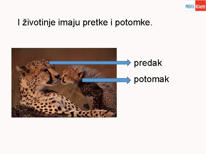 I životinje imaju pretke i potomke. predak potomak 