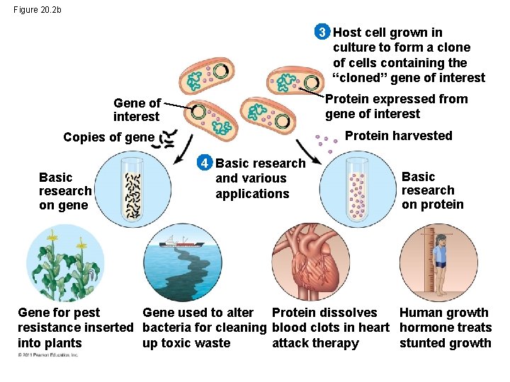 Figure 20. 2 b 3 Host cell grown in culture to form a clone