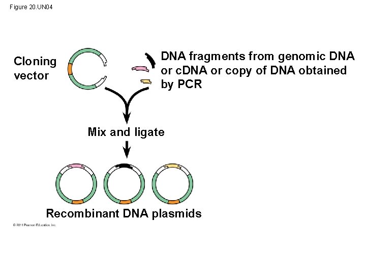 Figure 20. UN 04 Cloning vector DNA fragments from genomic DNA or copy of