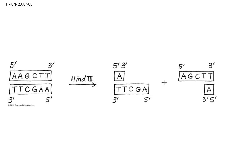 Figure 20. UN 06 