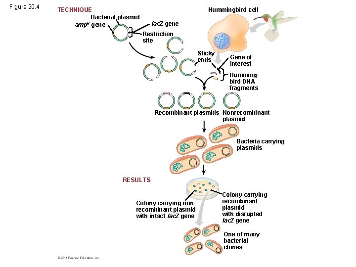 Figure 20. 4 TECHNIQUE Bacterial plasmid R amp gene Hummingbird cell lac. Z gene