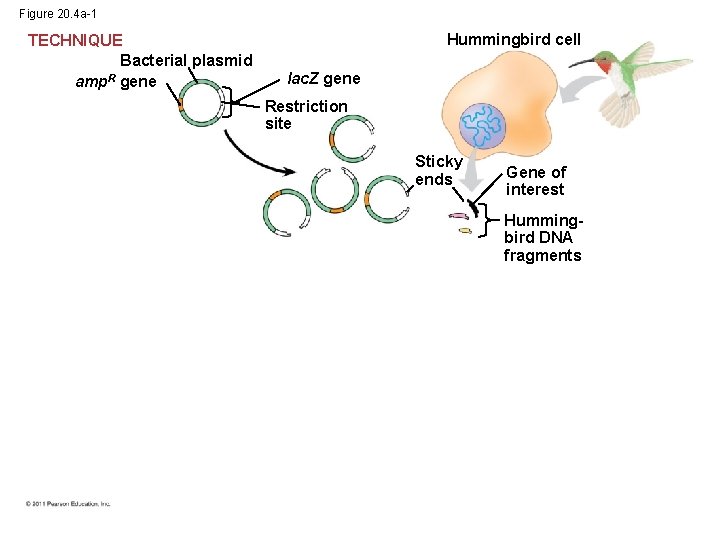 Figure 20. 4 a-1 TECHNIQUE Bacterial plasmid amp. R gene Hummingbird cell lac. Z