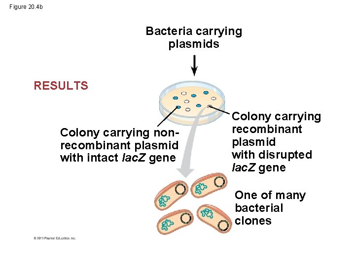 Figure 20. 4 b Bacteria carrying plasmids RESULTS Colony carrying nonrecombinant plasmid with intact