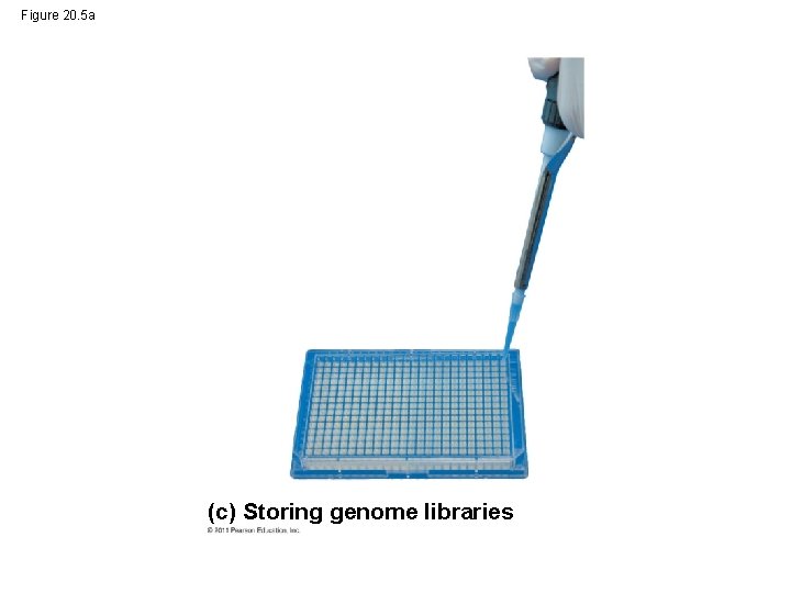 Figure 20. 5 a (c) Storing genome libraries 