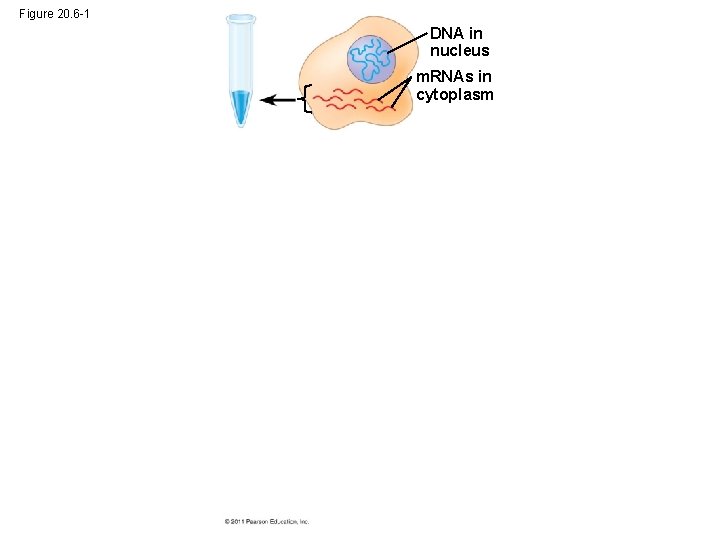 Figure 20. 6 -1 DNA in nucleus m. RNAs in cytoplasm 