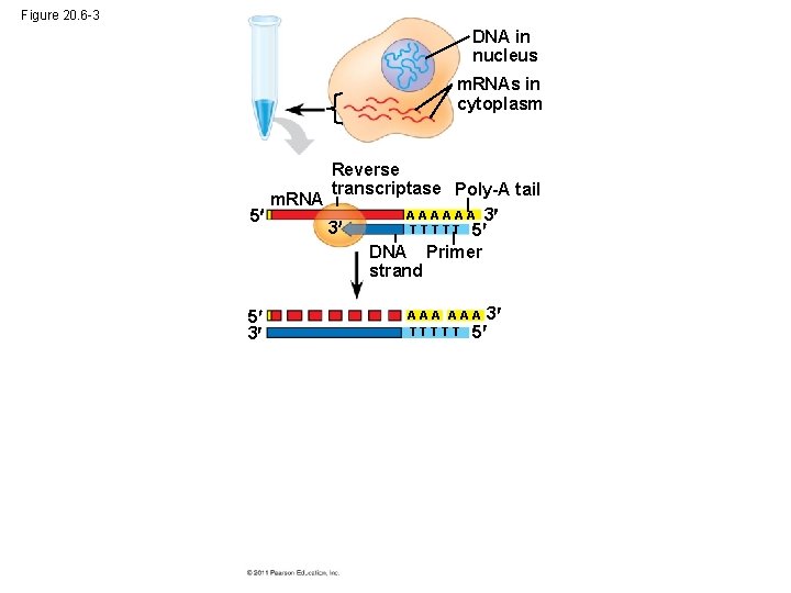 Figure 20. 6 -3 DNA in nucleus m. RNAs in cytoplasm Reverse transcriptase Poly-A