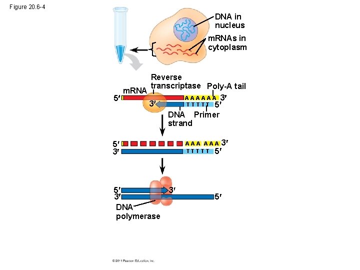 Figure 20. 6 -4 DNA in nucleus m. RNAs in cytoplasm Reverse transcriptase Poly-A