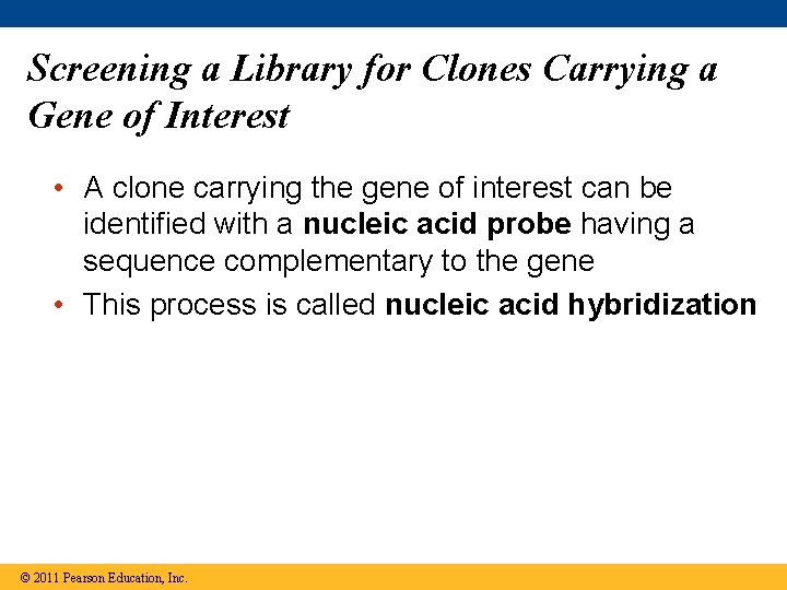 Screening a Library for Clones Carrying a Gene of Interest • A clone carrying