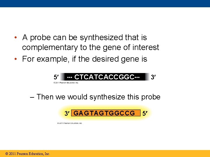  • A probe can be synthesized that is complementary to the gene of