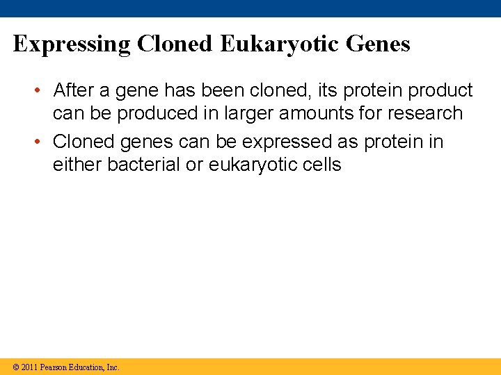 Expressing Cloned Eukaryotic Genes • After a gene has been cloned, its protein product