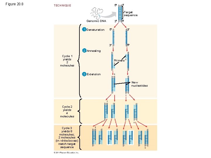 Figure 20. 8 5 TECHNIQUE 3 Target sequence Genomic DNA 1 Denaturation 3 5