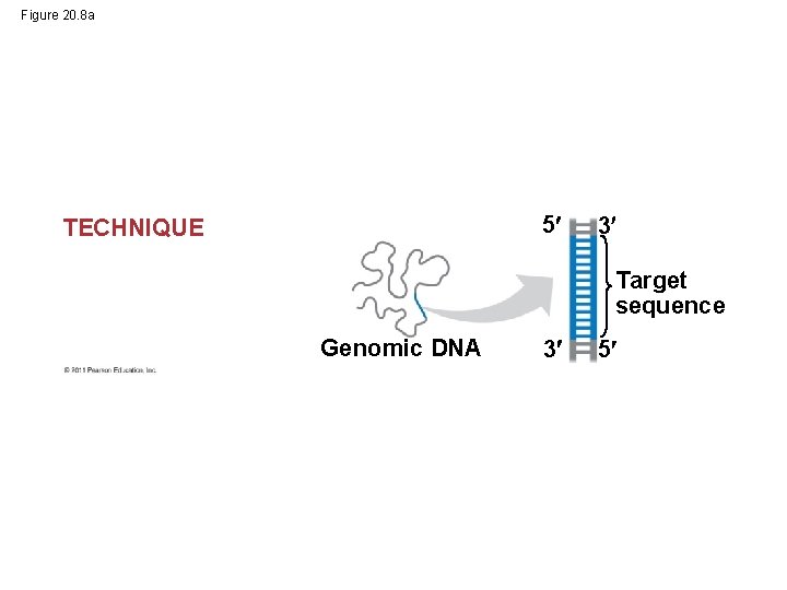 Figure 20. 8 a 5 TECHNIQUE 3 Target sequence Genomic DNA 3 5 