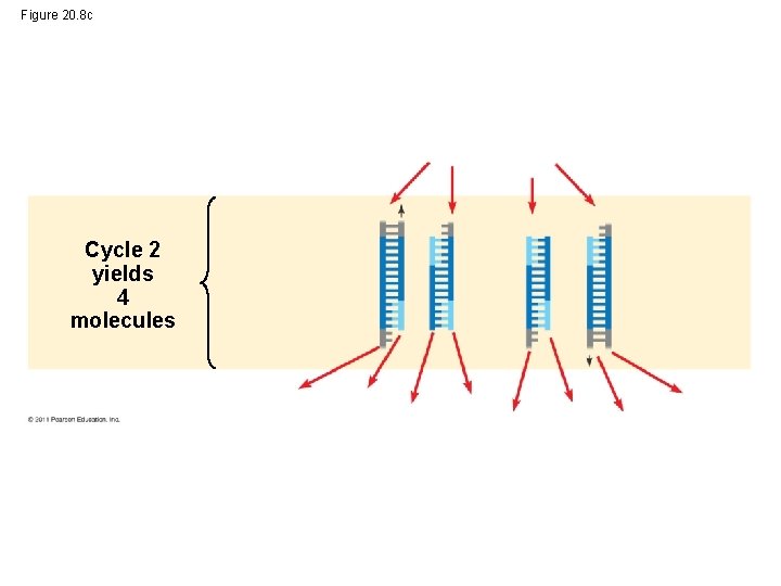 Figure 20. 8 c Cycle 2 yields 4 molecules 