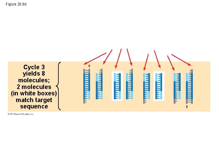 Figure 20. 8 d Cycle 3 yields 8 molecules; 2 molecules (in white boxes)