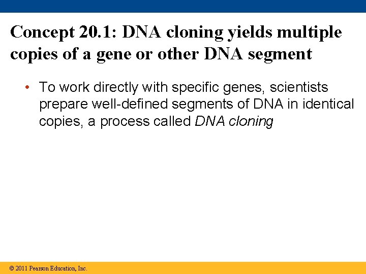 Concept 20. 1: DNA cloning yields multiple copies of a gene or other DNA