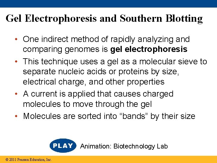 Gel Electrophoresis and Southern Blotting • One indirect method of rapidly analyzing and comparing