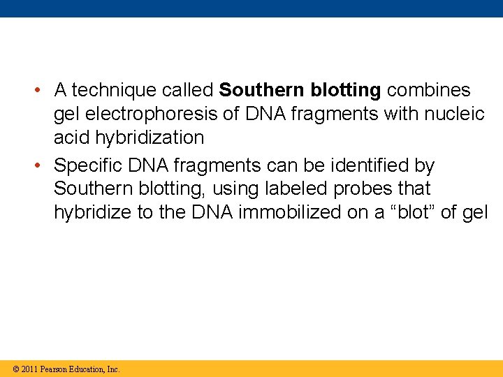  • A technique called Southern blotting combines gel electrophoresis of DNA fragments with