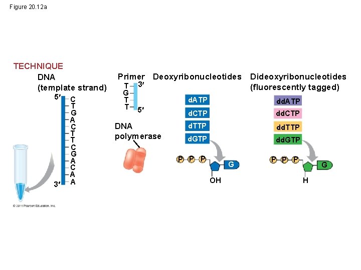 Figure 20. 12 a TECHNIQUE DNA (template strand) 5 3 C T G A