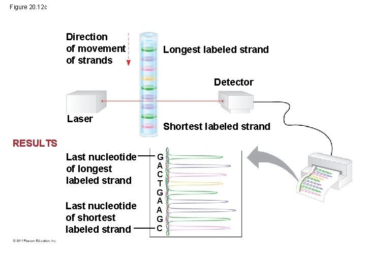 Figure 20. 12 c Direction of movement of strands Longest labeled strand Detector Laser