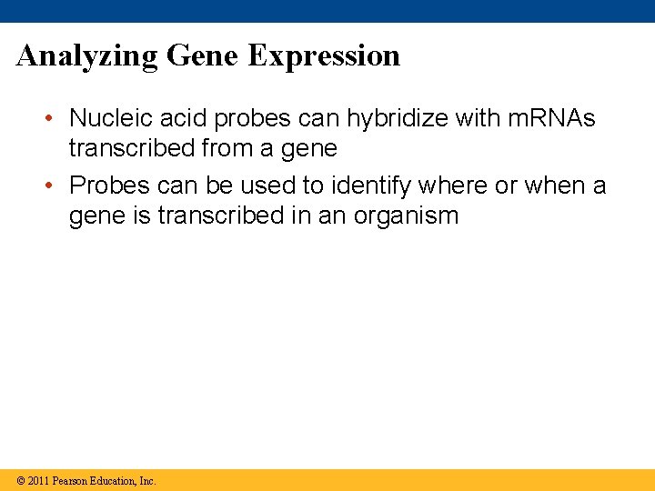 Analyzing Gene Expression • Nucleic acid probes can hybridize with m. RNAs transcribed from