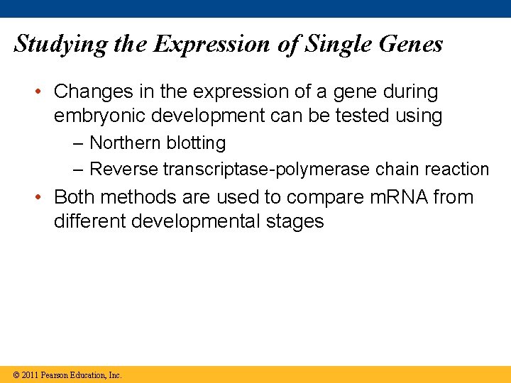 Studying the Expression of Single Genes • Changes in the expression of a gene