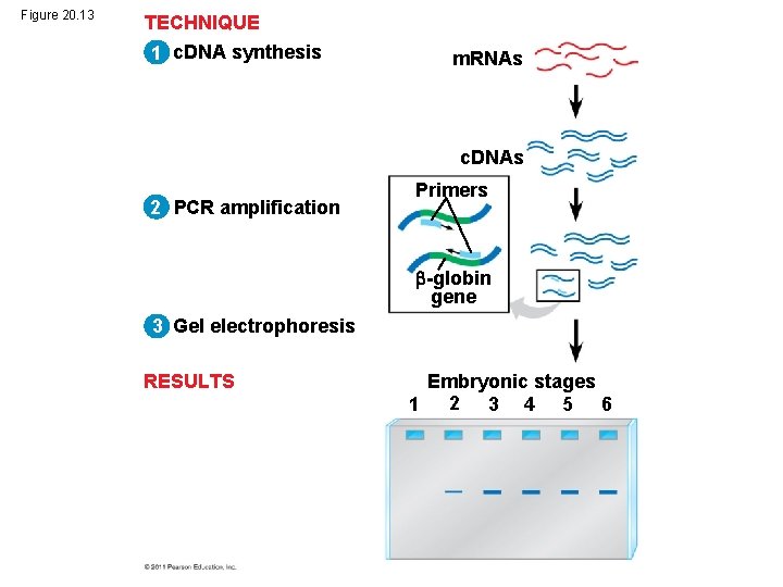 Figure 20. 13 TECHNIQUE 1 c. DNA synthesis m. RNAs c. DNAs 2 PCR